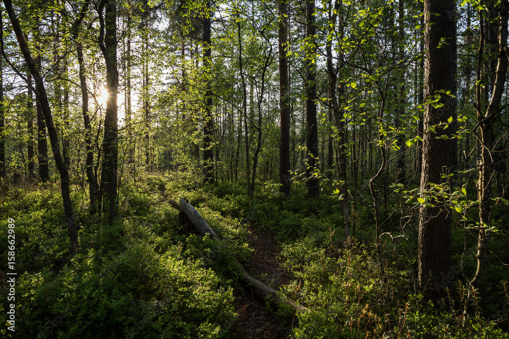Path, tree trunk, trees and sunshine at a lush and verdant forest in Finland in the summertime in the evening. Path, tree trunk, trees and sunshine at a lush and verdant forest in Finland in the summertime in the evening.