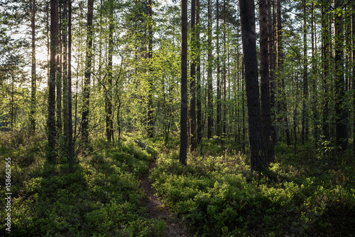 Evening at a lush and verdant forest in Finland in the summertime.
