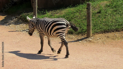 Zebra che passeggia nella zoo photo