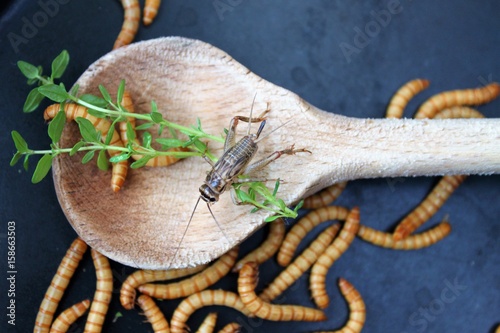 Mehlwürmer in Pfanne, Insekten als Nahrung/Grille und Würmer neben und auf holzenem Kochlöffel, rustikales Mahl im asiatischen Stil/alternative Mahlzeit, kochen mit Insekten