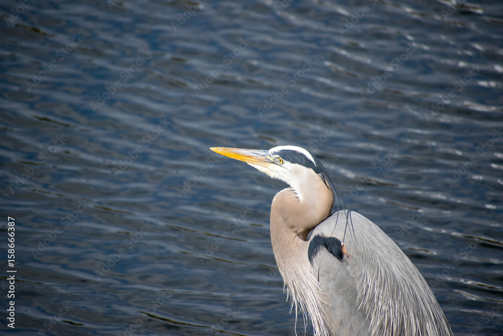 Heron Heron