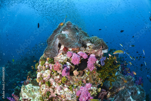 Fototapeta Naklejka Na Ścianę i Meble -  Colorful coral reef