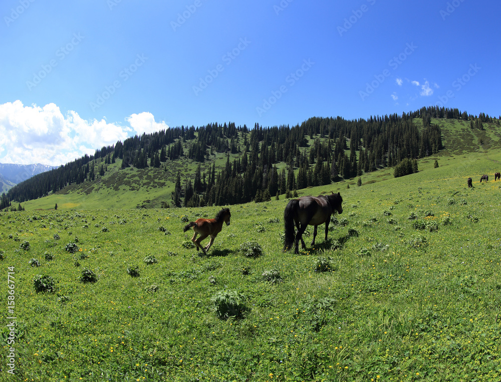 Horse eating grass on beautiful mountain grassland Horse eating grass on beautiful mountain grassland