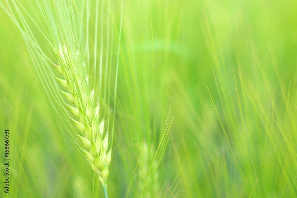 Fototapeta premium Barley field