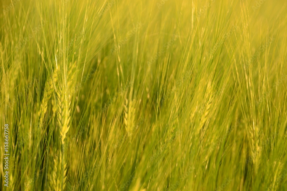 Barley field