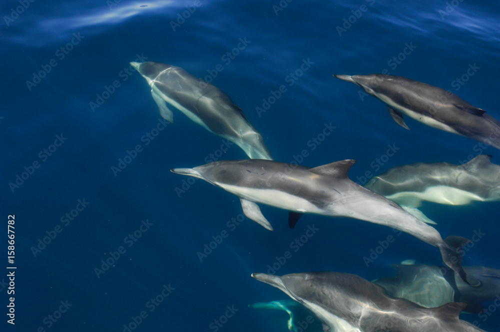Common Dolphins swimm underwater off Mexico Common Dolphins swimm underwater off Mexico