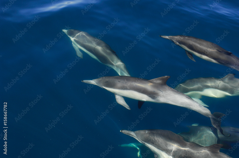 Common Dolphins swimm underwater off Mexico