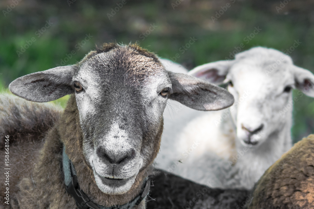 Fototapeta premium Sheep 3