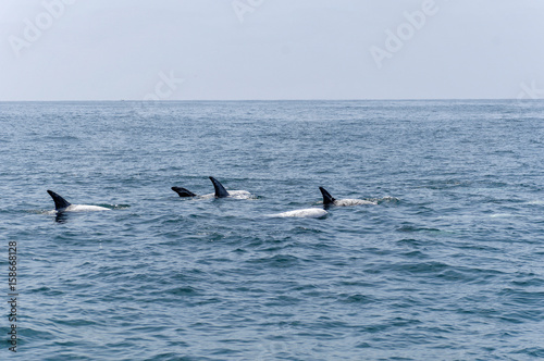 Three Risso Dolphins off Coronado Island Mexico © David J. Shuler