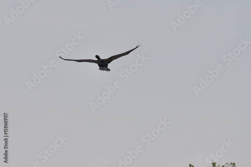 cormorant