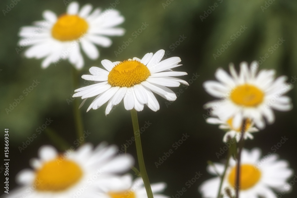 Camomile blossoming flowers close up. Camomile blossoming flowers close up.