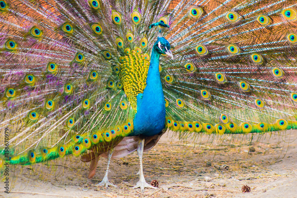 Obraz premium Peacock with a beautiful bright tail close.