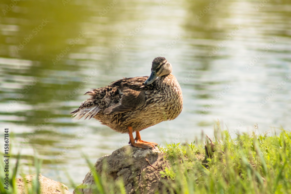 Duck with clipped wings sitting on a rock on the shore of a pond. Duck with clipped wings sitting on a rock on the shore of a pond.