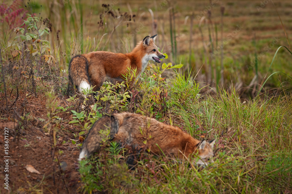 Two Red Fox ( Vulpes vulpes) Stand on Island