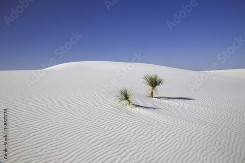 Two small green plants in white sand dunes under a rich blue sky.