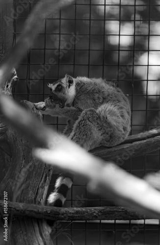 Charles Paddock Zoo Animals