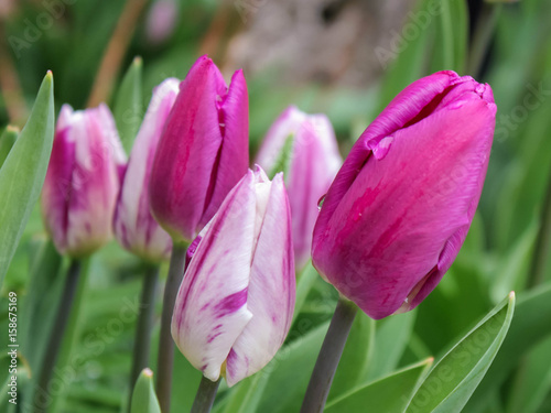 Purple tulips blooming in spring 