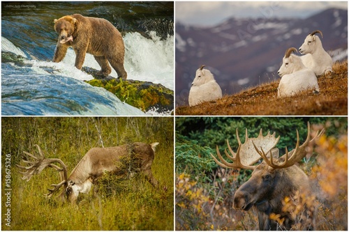 Nature photography of wildlife from Alaska, the US photo