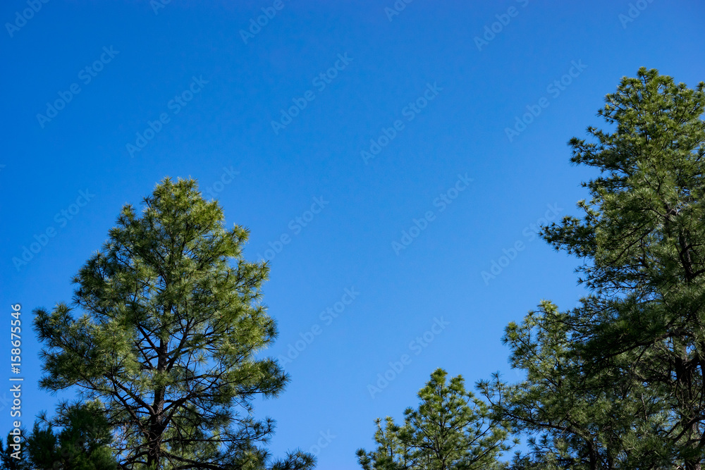 Forest & Sky Forest & Sky