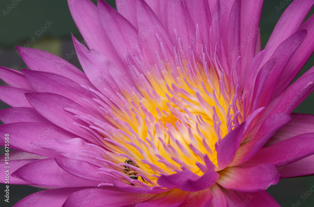 Pink lotus.