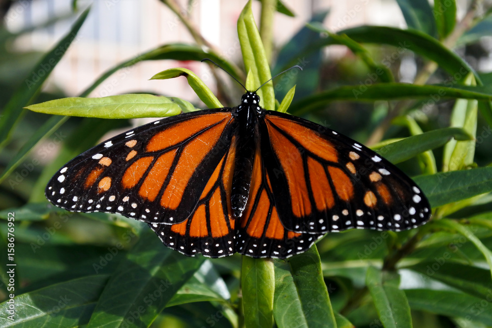 Monarch butterfly.Insect Monarch butterfly.Insect
