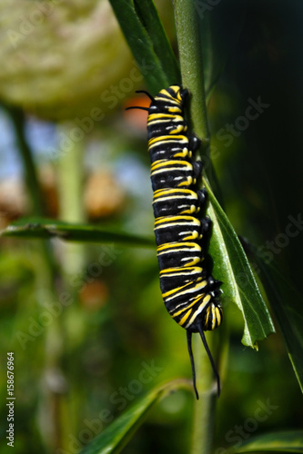Monarch butterfly caterpillar Insect