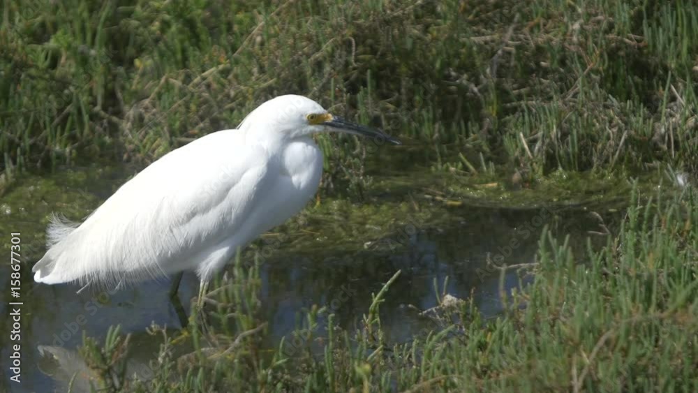Snowy white Egret feeding Snowy white Egret feeding