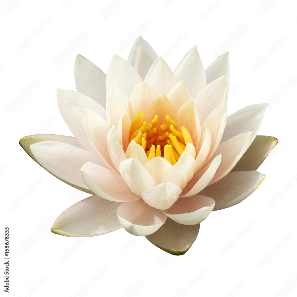 The white lotus isolated on white background