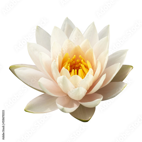 The white lotus isolated on white background