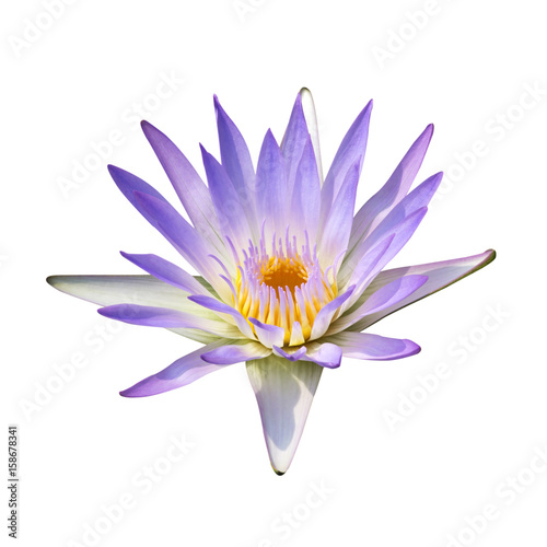 The purple lotus isolated on white background