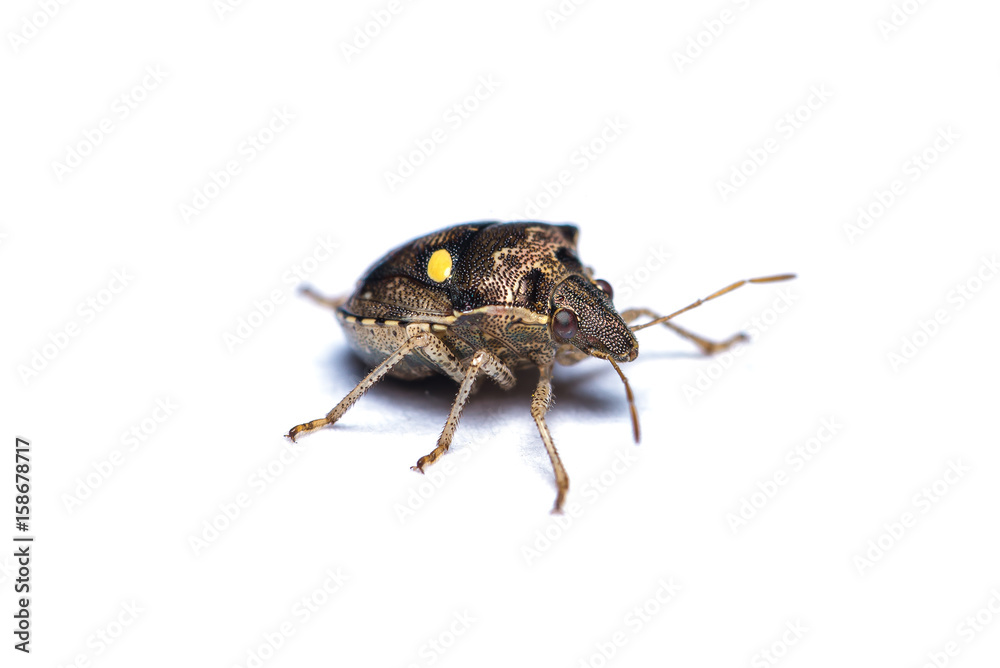 Two Spotted Sesame Bug (Eysarcoris guttiger) isolated on white background. Two Spotted Sesame Bug (Eysarcoris guttiger) isolated on white background.