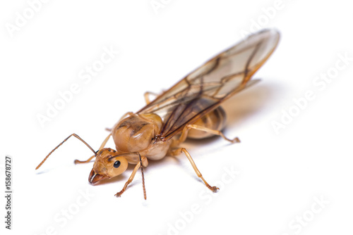 A female weaver ant isolated on white background.