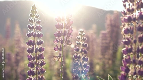 Close-Up Purple Lupine in Bloom at the Sunrise Mountains Landscape, Steadicam Shot