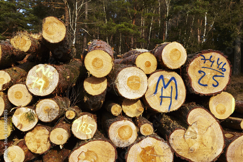 Forstwirtschaft - Holzstapel