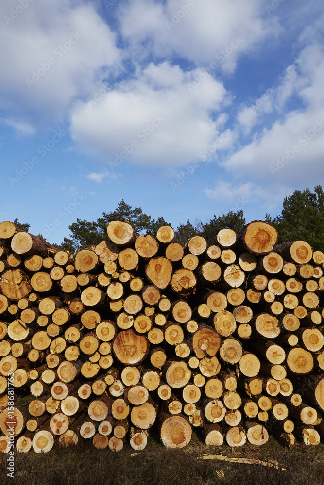 Forstwirtschaft - Holzstapel