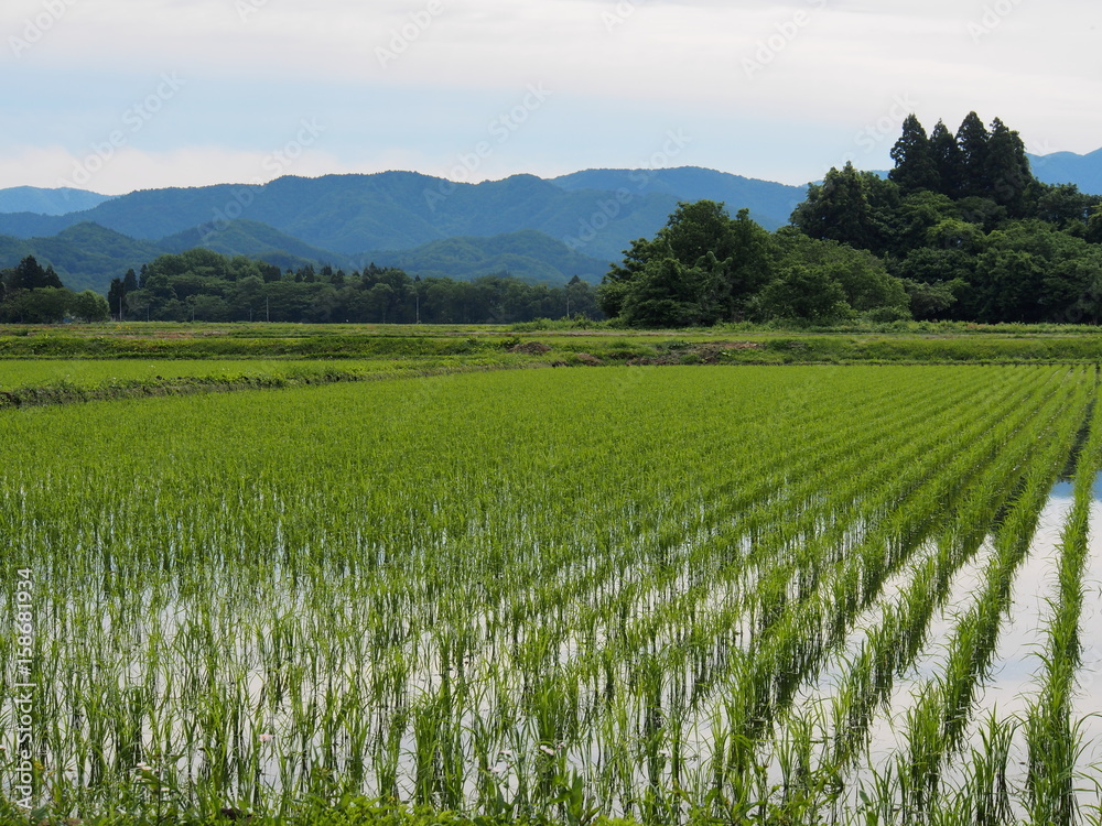 春 田植え後の水田風景