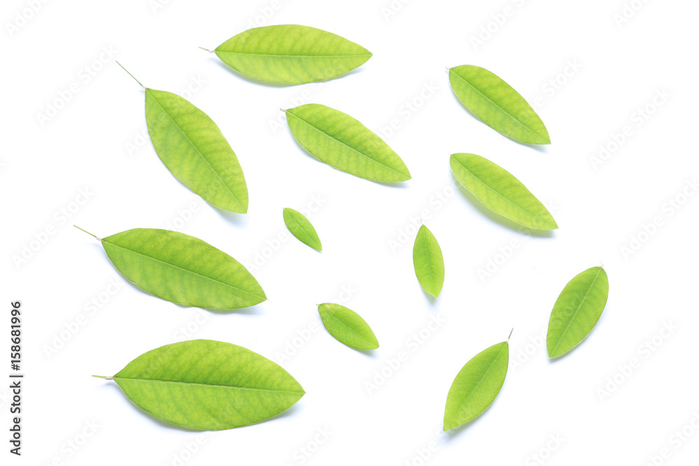 fresh green leaves on white fresh green leaves on white
