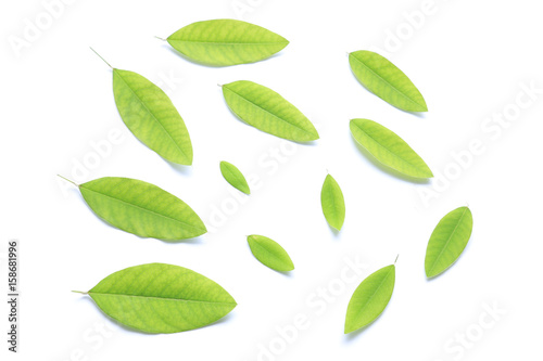 fresh green leaves on white