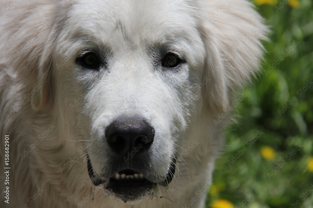 beautiful white labrador