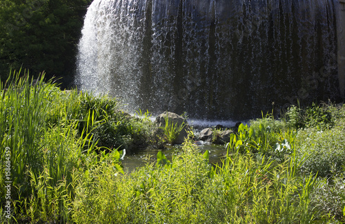 Waterfall and plants