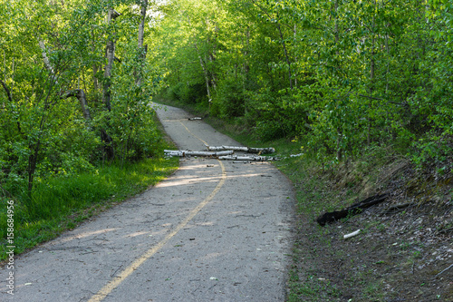 Fallen tree on bicycle trail