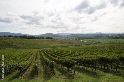 Italian Vineyard © ryanwcurleyphoto