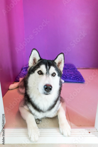 syberien husky in room