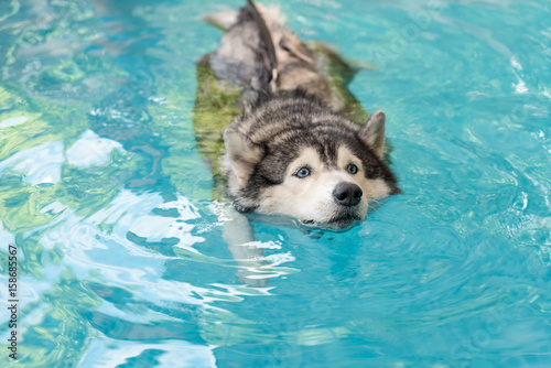 syberien husky swimming in the pool