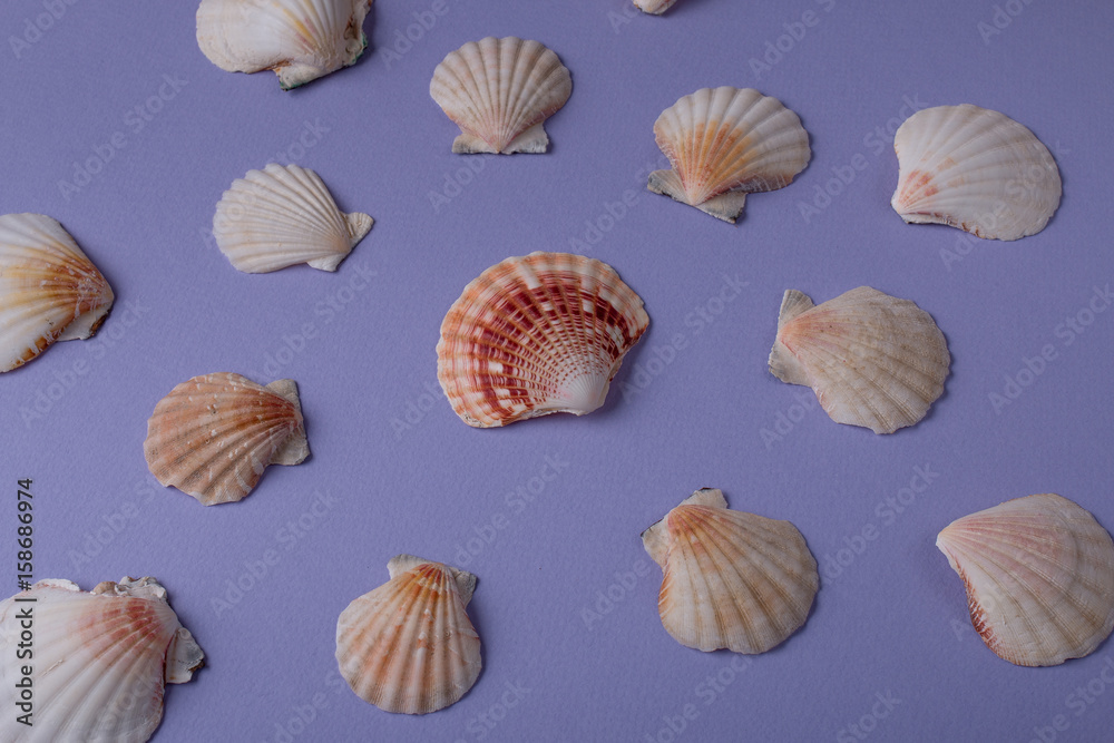 Marine composition made of shell surrounded other seashells on purple background. Top view.