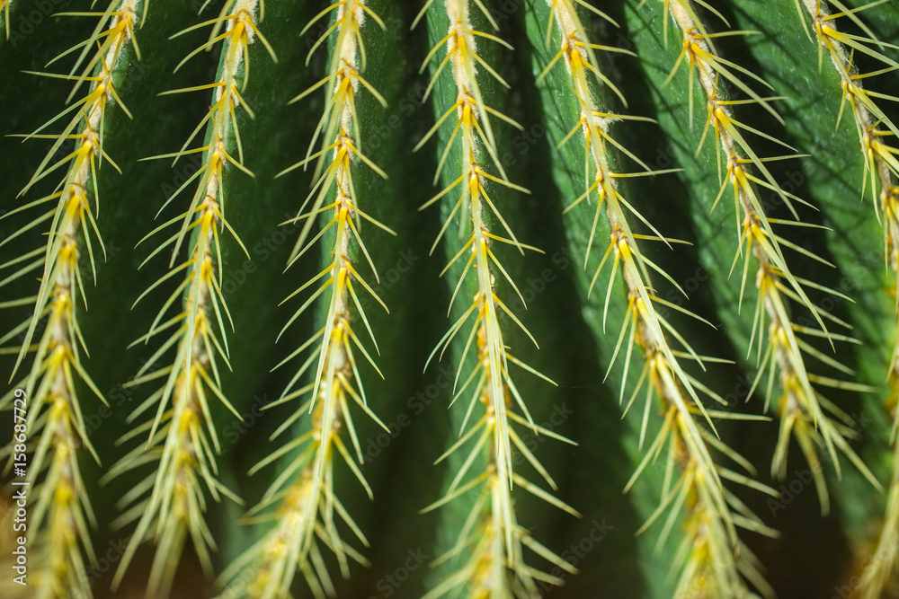 closeup cactus thorn. nature pattern. closeup cactus thorn. nature pattern.