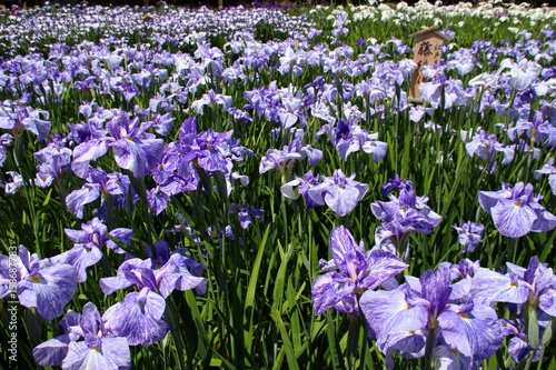 花菖蒲