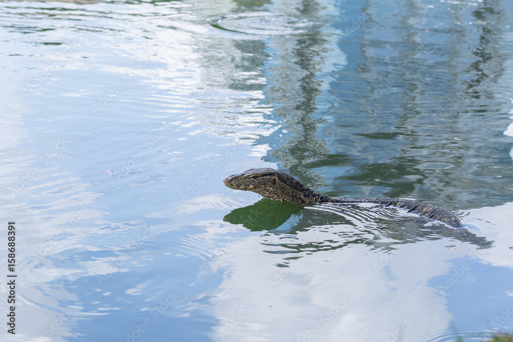 Water monitor or Thailand dragon animal alligator in the water pond Water monitor or Thailand dragon animal alligator in the water pond