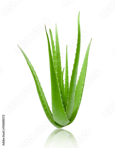 clump of green aloe vera plant isolated on white background