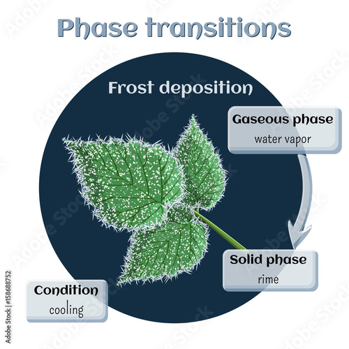 Frost deposition - soft rime on raspberry leaves. Phase transition from gaseous to solid state.